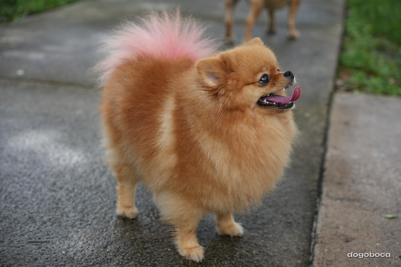 Orange with pink tail tip dog photographed at Mizner Bark Dog Park on September 3, 2026