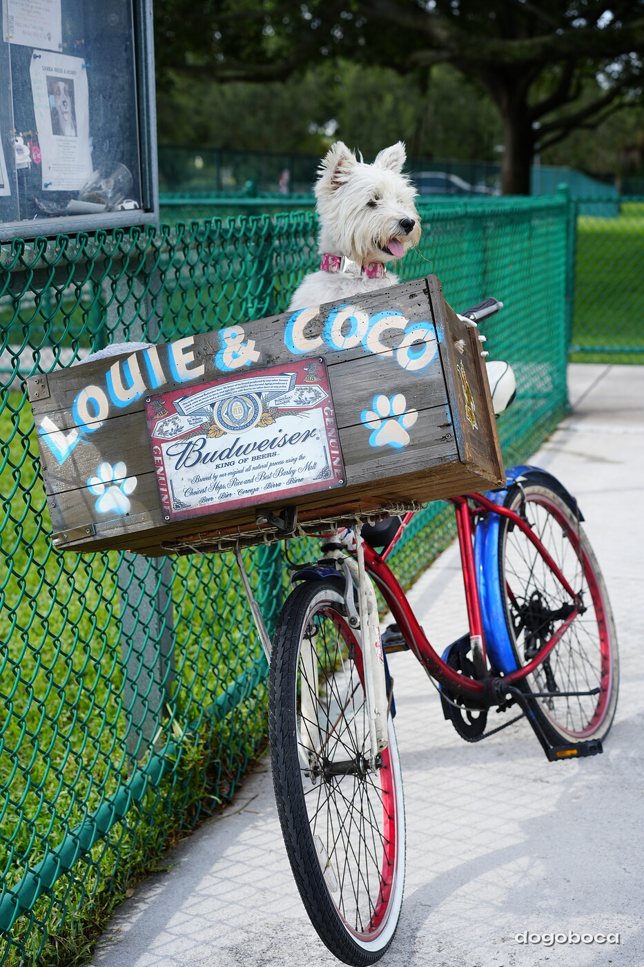 Coco photographed at Mizner Bark Dog Park on September 3, 2026