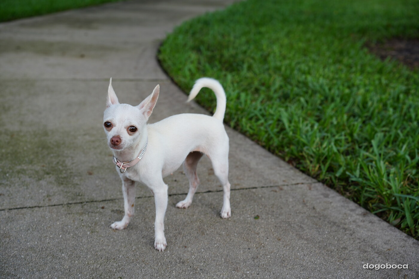 White dog photographed at Mizner Bark Dog Park on September 3, 2026