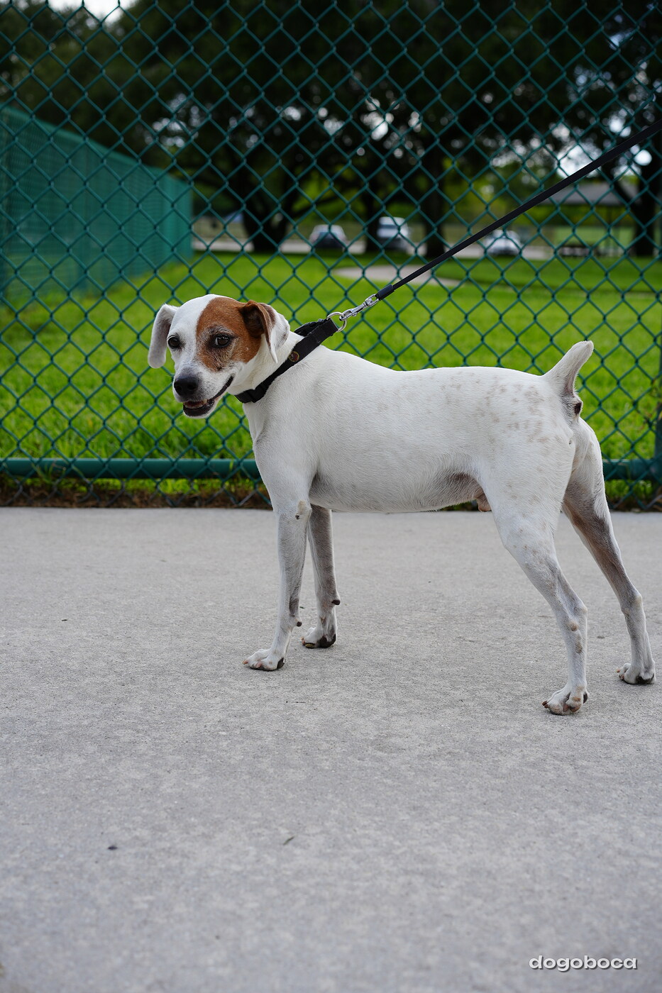 White with brown patches dog photographed at Mizner Bark Dog Park on September 3, 2026