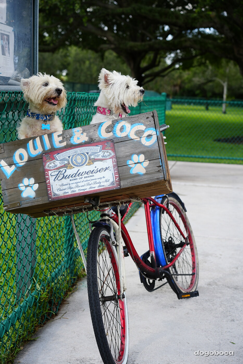 Coco photographed at Mizner Bark Dog Park on September 3, 2026
