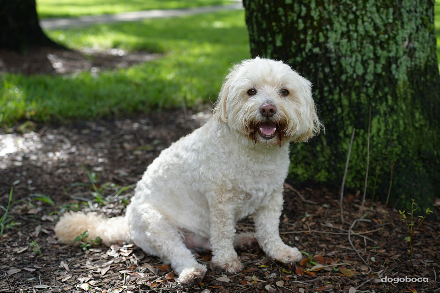 Cream white dog photographed at Mizner Bark Dog Park on September 3, 2026