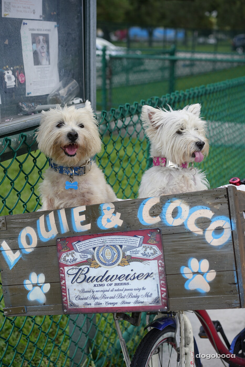 Coco photographed at Mizner Bark Dog Park on September 3, 2026