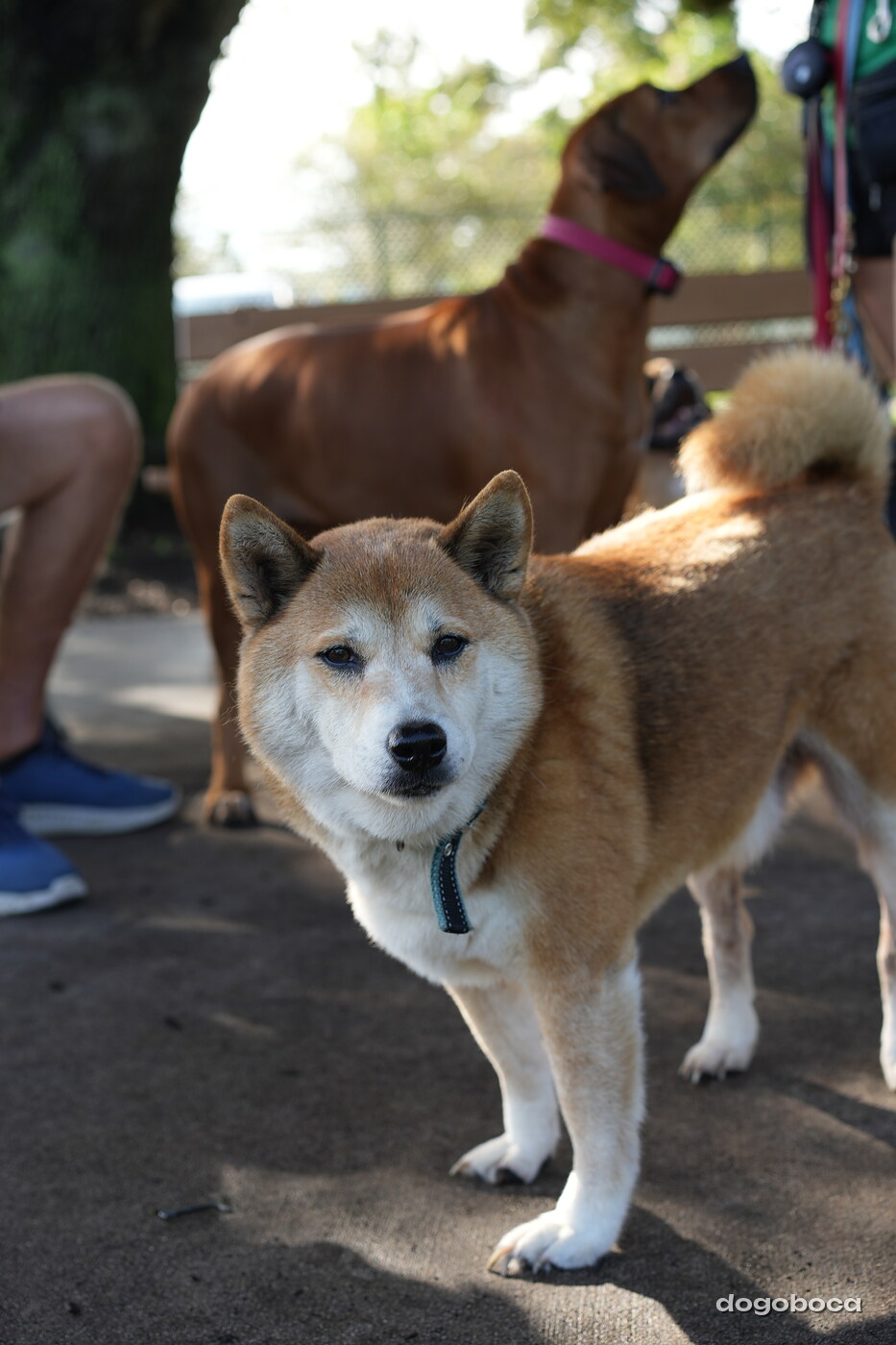 Red and white dog photographed at Mizner Bark Dog Park on September 3, 2026