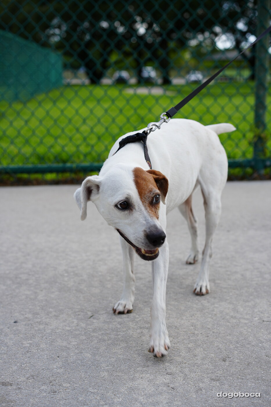 White with brown patch dog photographed at Mizner Bark Dog Park on September 3, 2026