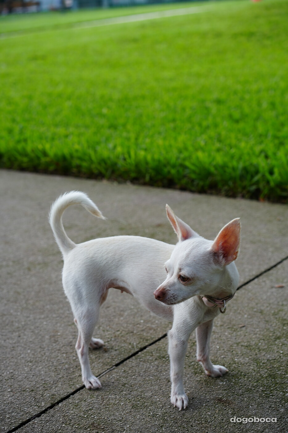 White dog photographed at Mizner Bark Dog Park on September 3, 2026