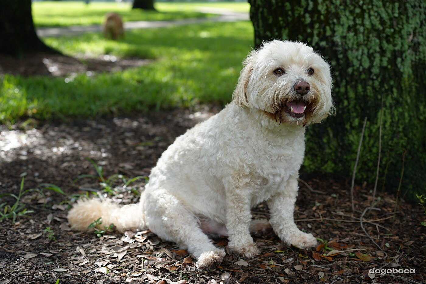 Cream white dog photographed at Mizner Bark Dog Park on September 3, 2026