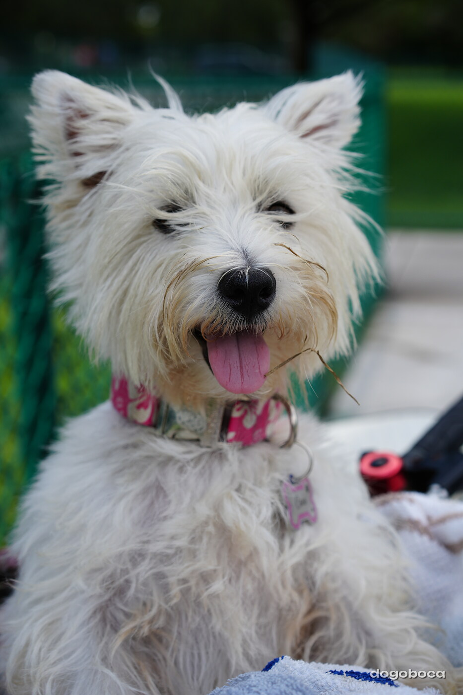 Coco photographed at Mizner Bark Dog Park on September 3, 2026