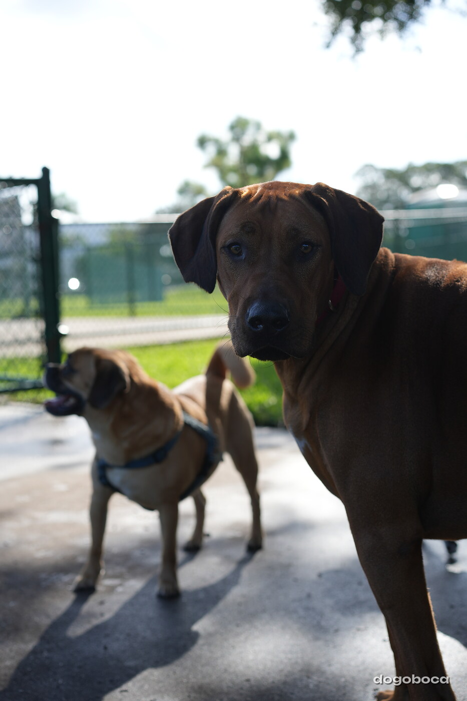 Reddish brown dog photographed at Mizner Bark Dog Park on September 3, 2026