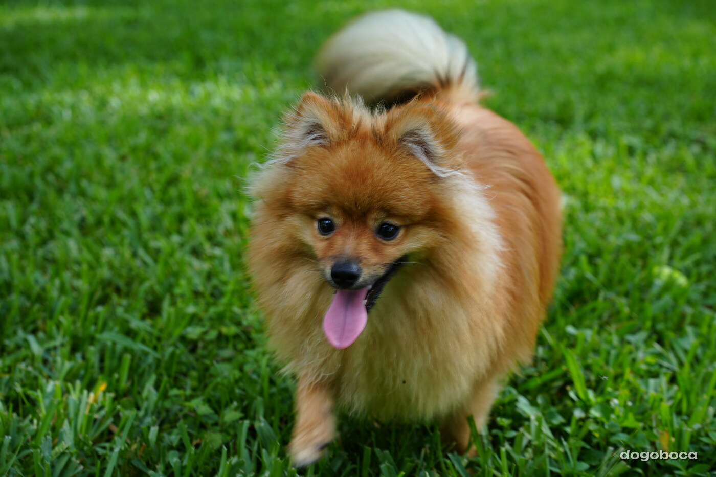 Orange sable dog photographed at Mizner Bark Dog Park on September 3, 2026