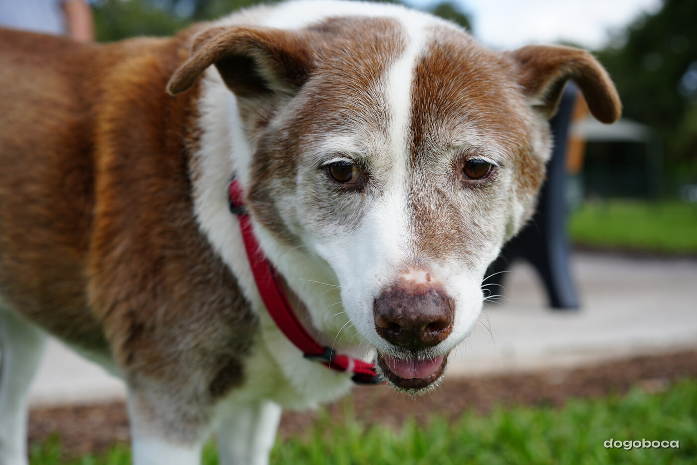 Brown and white dog photographed at Mizner Bark Dog Park on September 3, 2026