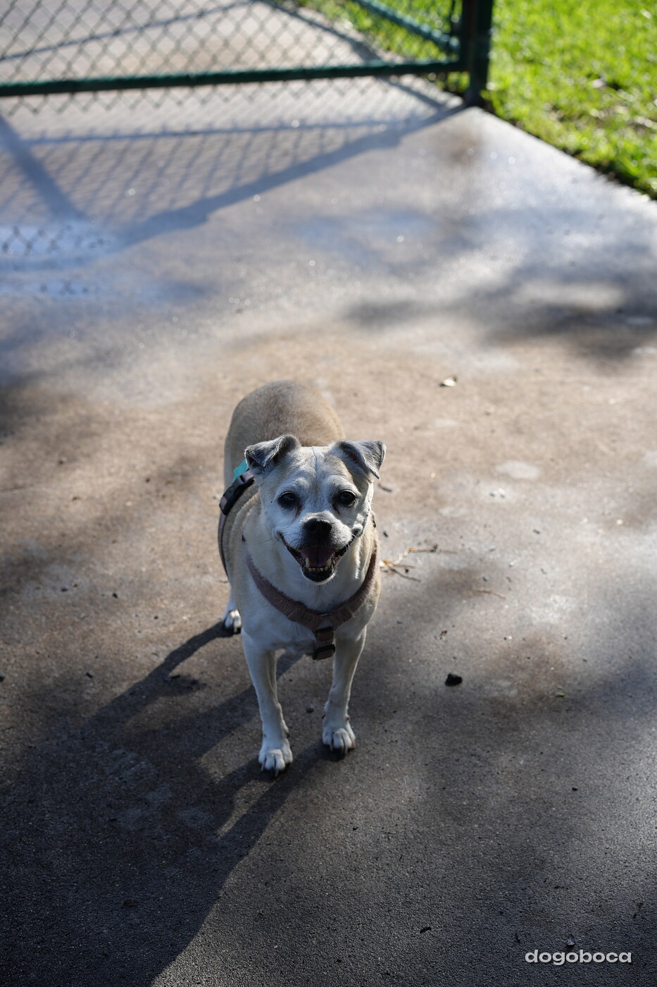 Fawn and white dog photographed at Mizner Bark Dog Park on September 3, 2026