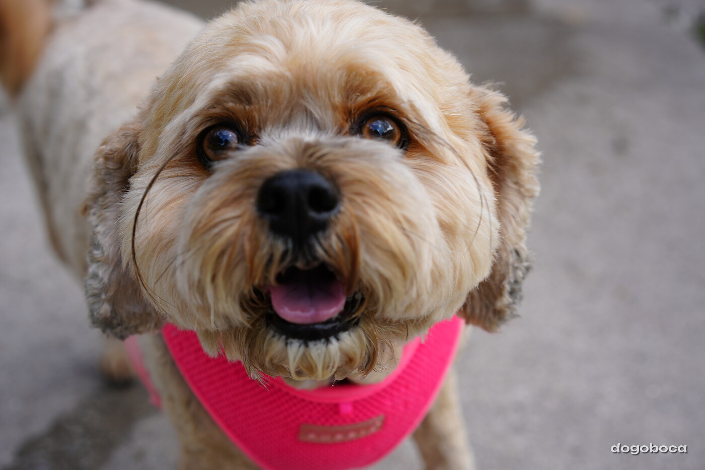 Light tan dog photographed at Mizner Bark Dog Park on September 3, 2026