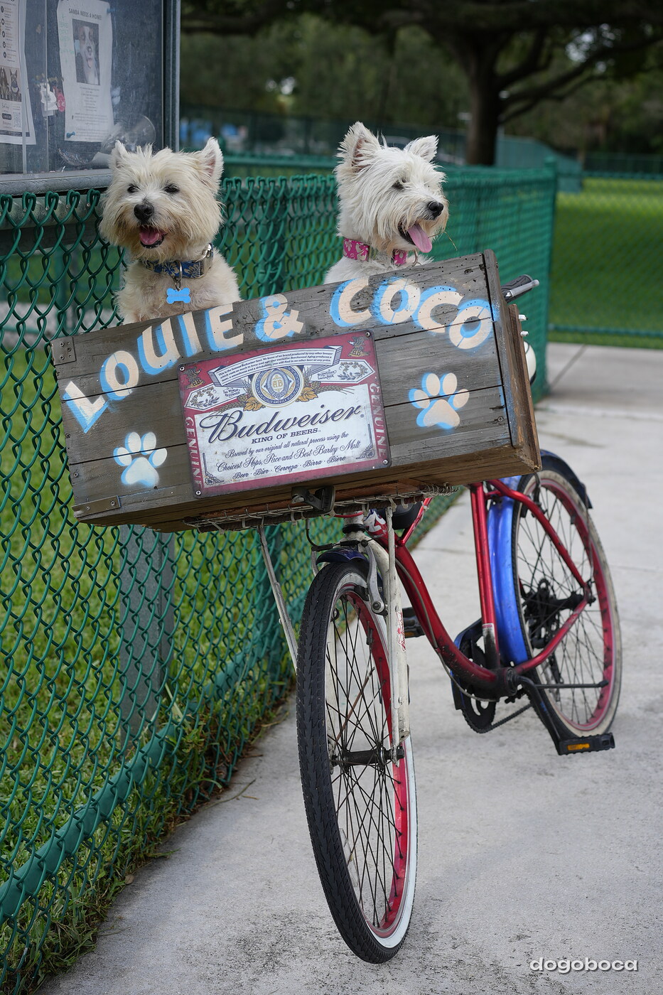 Coco photographed at Mizner Bark Dog Park on September 3, 2026