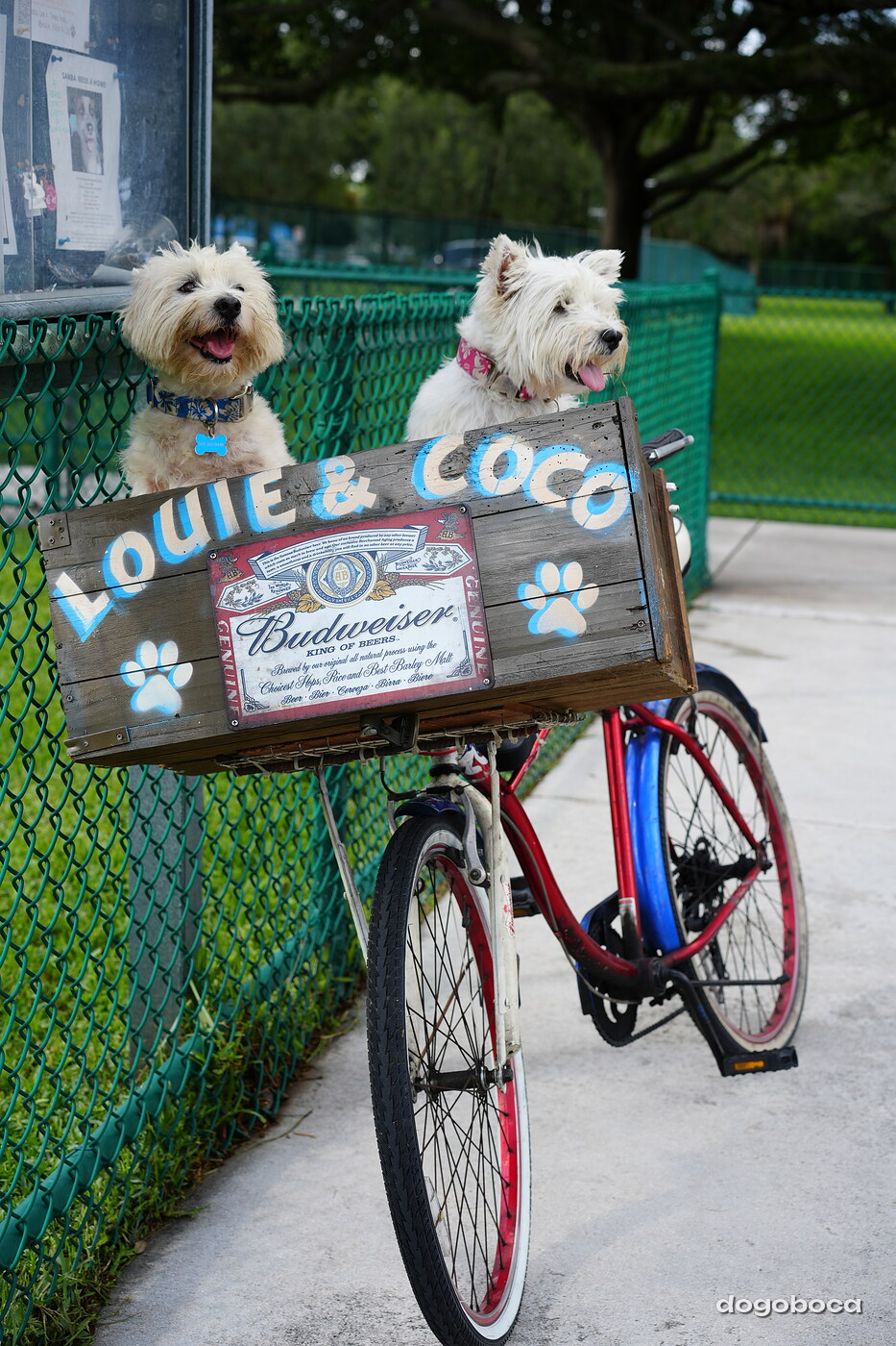 Coco photographed at Mizner Bark Dog Park on September 3, 2026