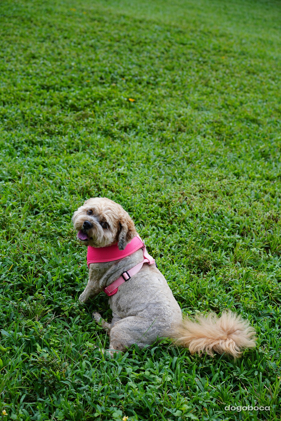 Apricot and grey dog photographed at Mizner Bark Dog Park on September 3, 2026