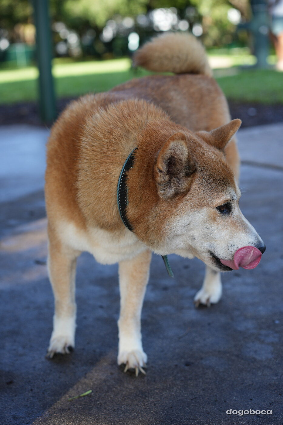 Red and white dog photographed at Mizner Bark Dog Park on September 3, 2026