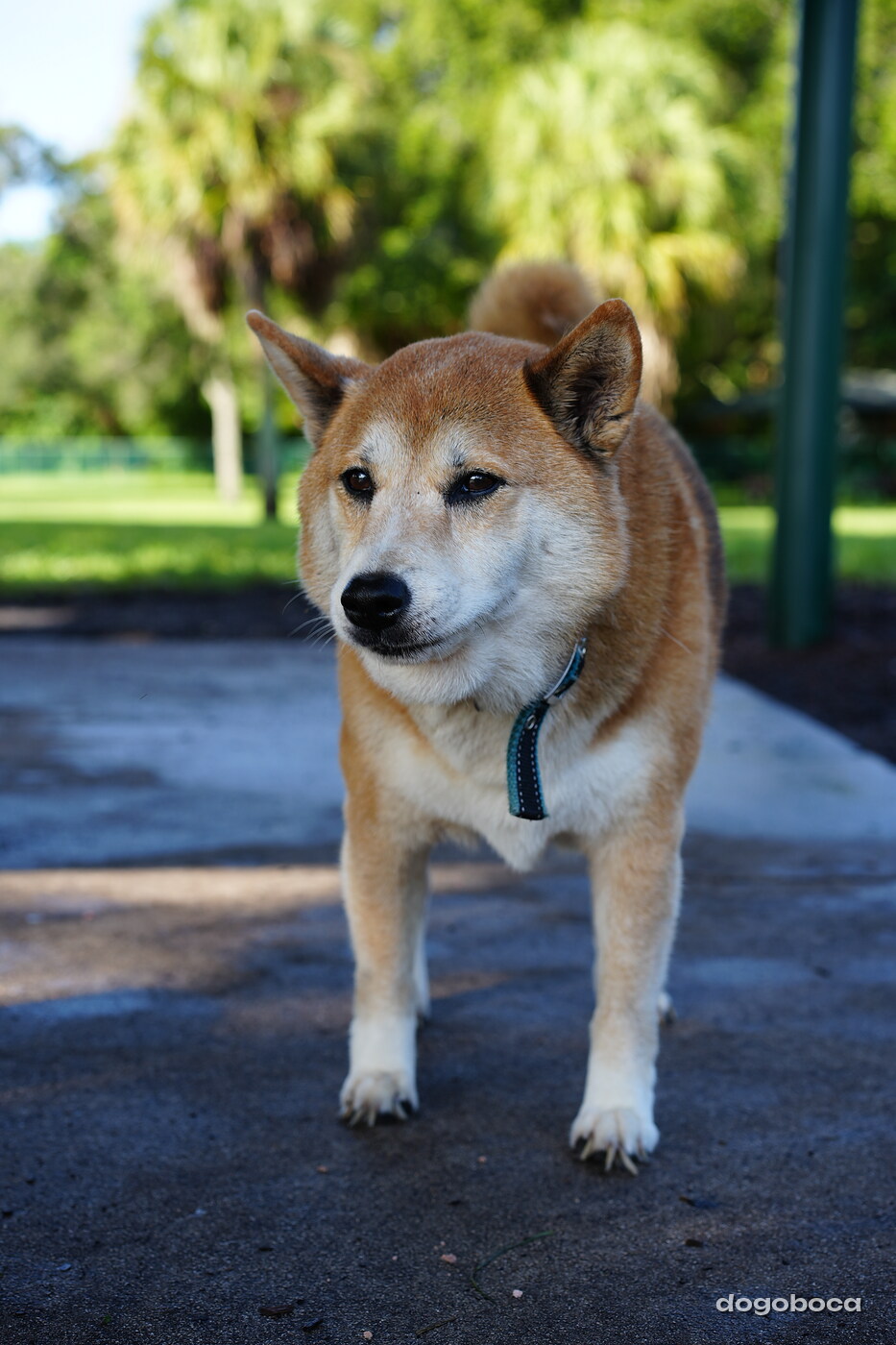 Red and white dog photographed at Mizner Bark Dog Park on September 3, 2026