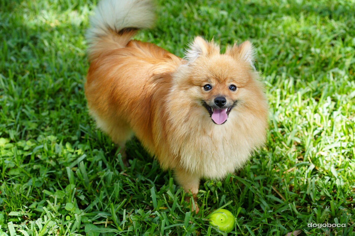 Orange cream dog photographed at Mizner Bark Dog Park on September 3, 2026