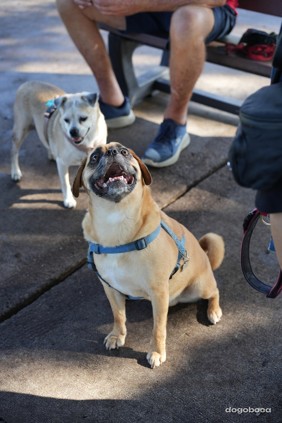 Fawn with white dog photographed at Mizner Bark Dog Park on September 3, 2026
