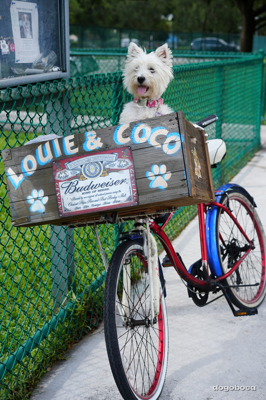 Coco photographed at Mizner Bark Dog Park on September 3, 2026