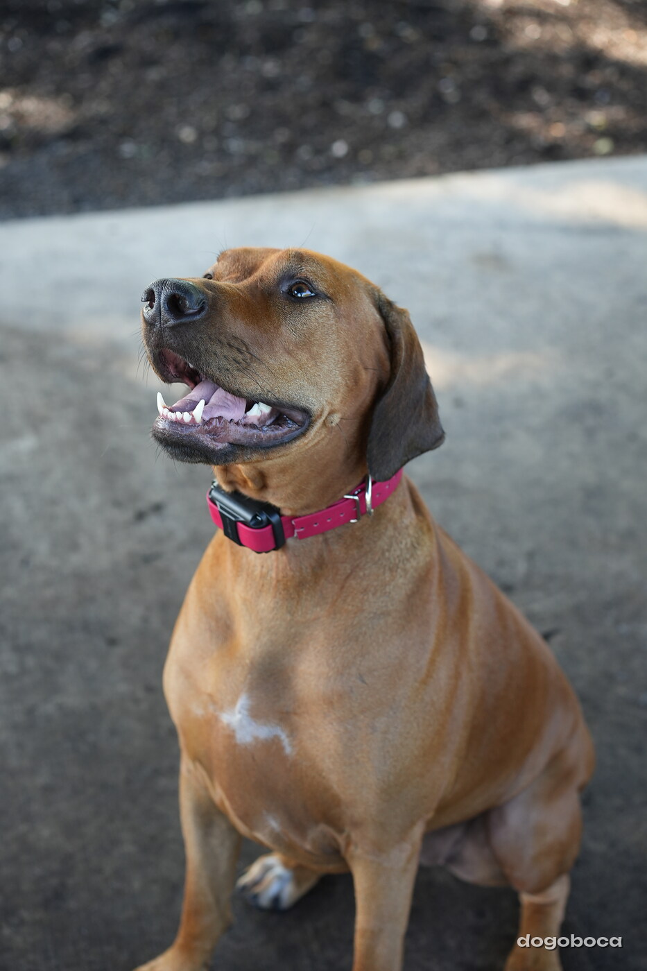 A dog photographed at Mizner Bark Dog Park