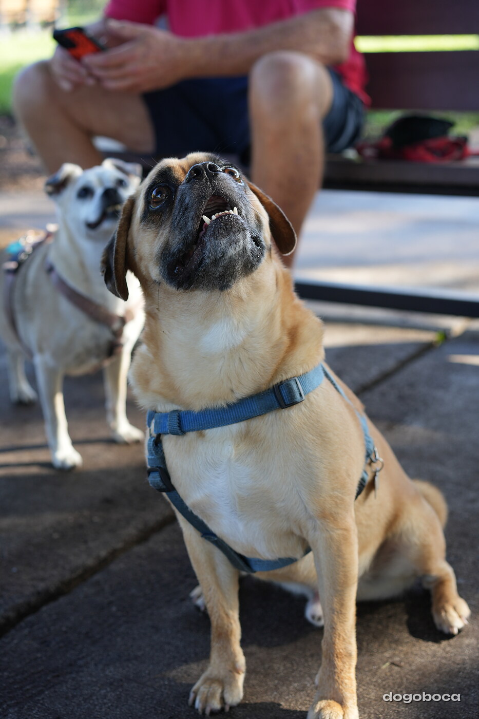 Fawn with black mask dog photographed at Mizner Bark Dog Park on September 3, 2026
