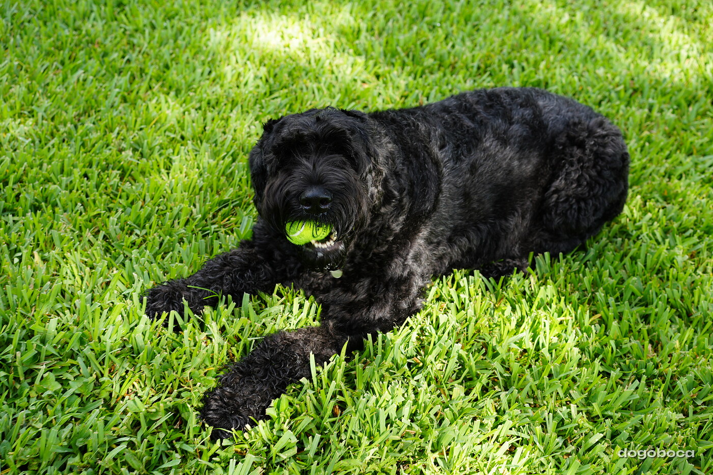 Black dog photographed at Mizner Bark Dog Park on September 3, 2026