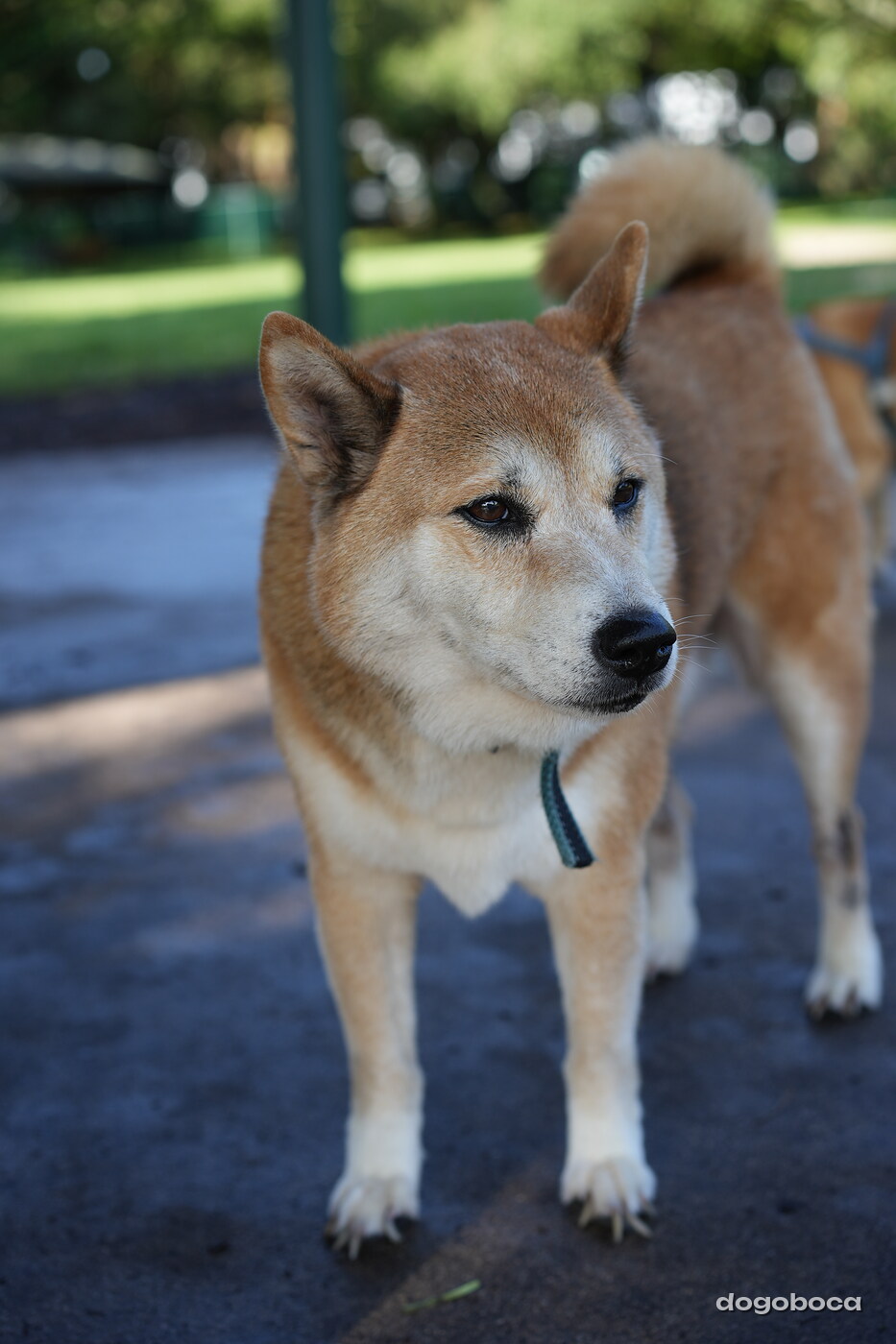 A dog photographed at Mizner Bark Dog Park