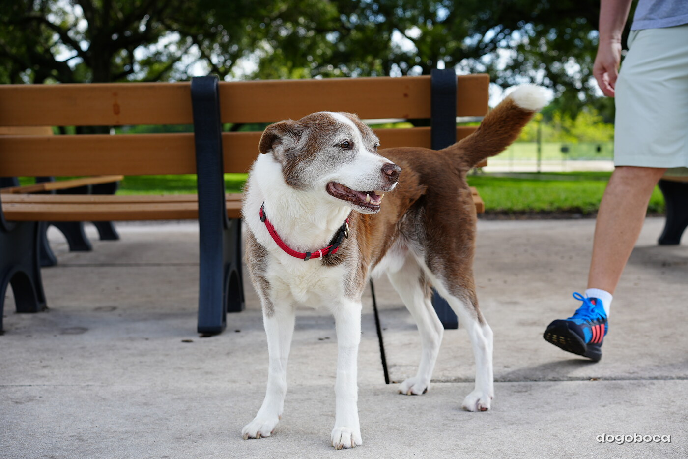 Brown and white dog photographed at Mizner Bark Dog Park on September 3, 2026