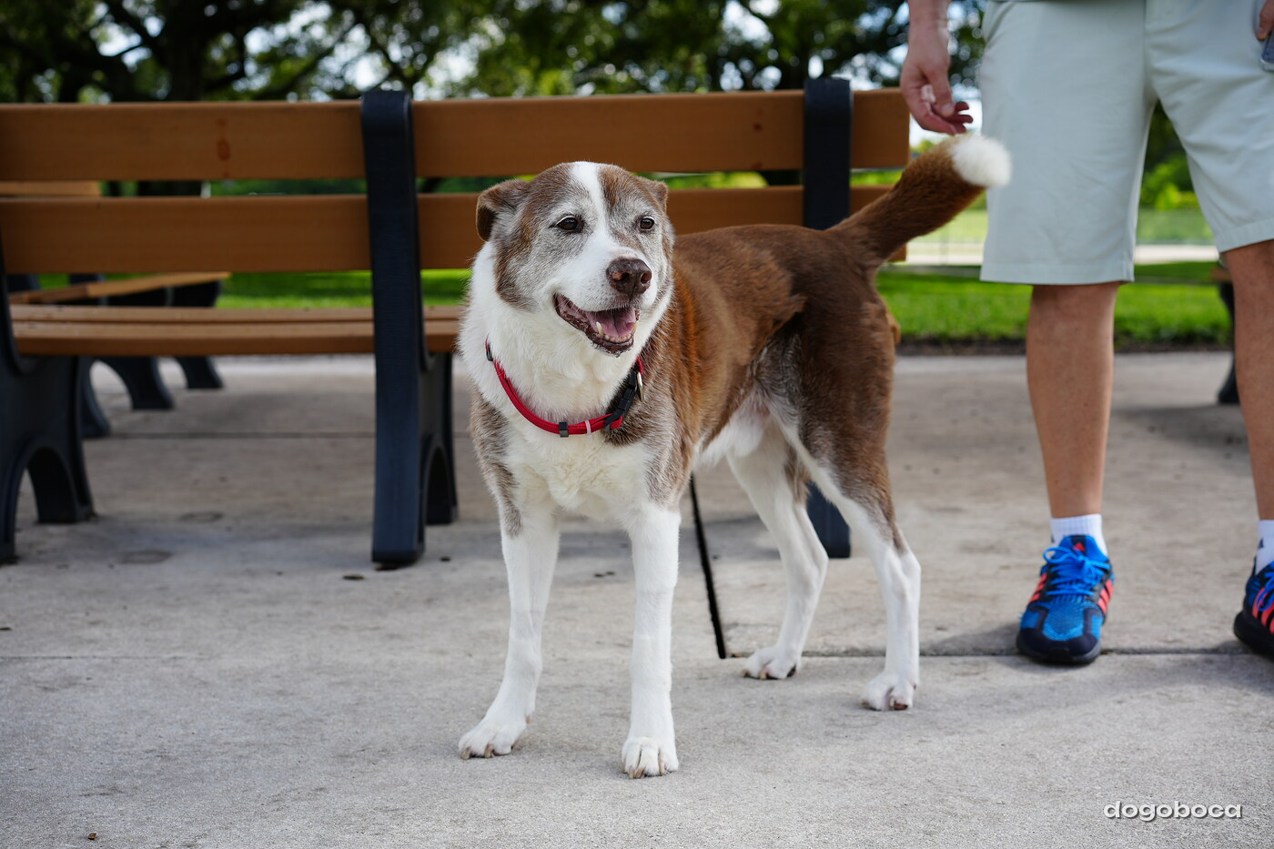 Brown and white dog photographed at Mizner Bark Dog Park on September 3, 2026
