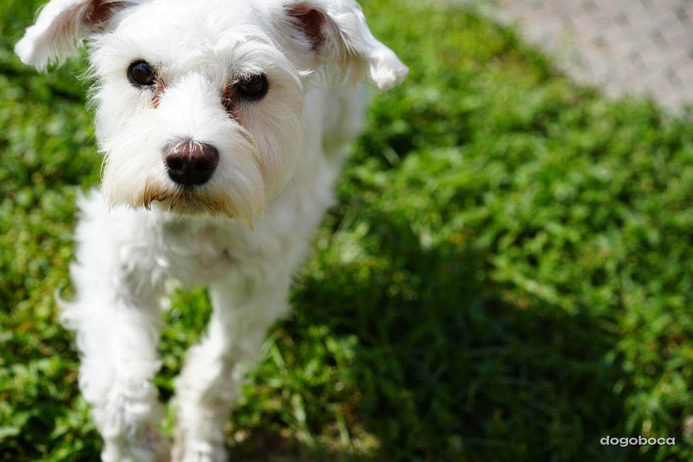 White dog photographed at Mizner Bark Dog Park on September 3, 2026