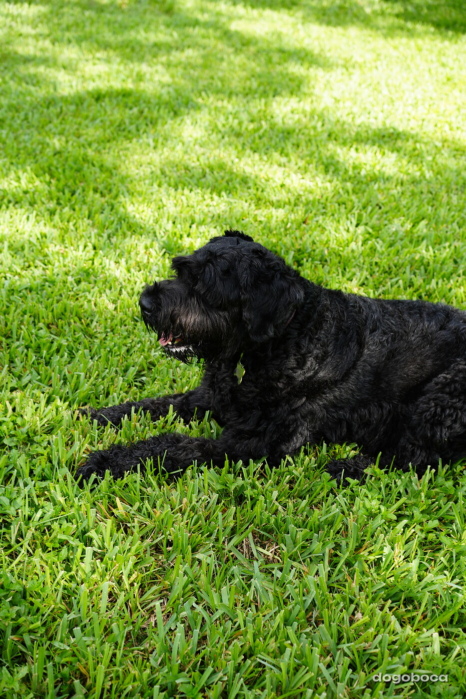 A dog photographed at Mizner Bark Dog Park