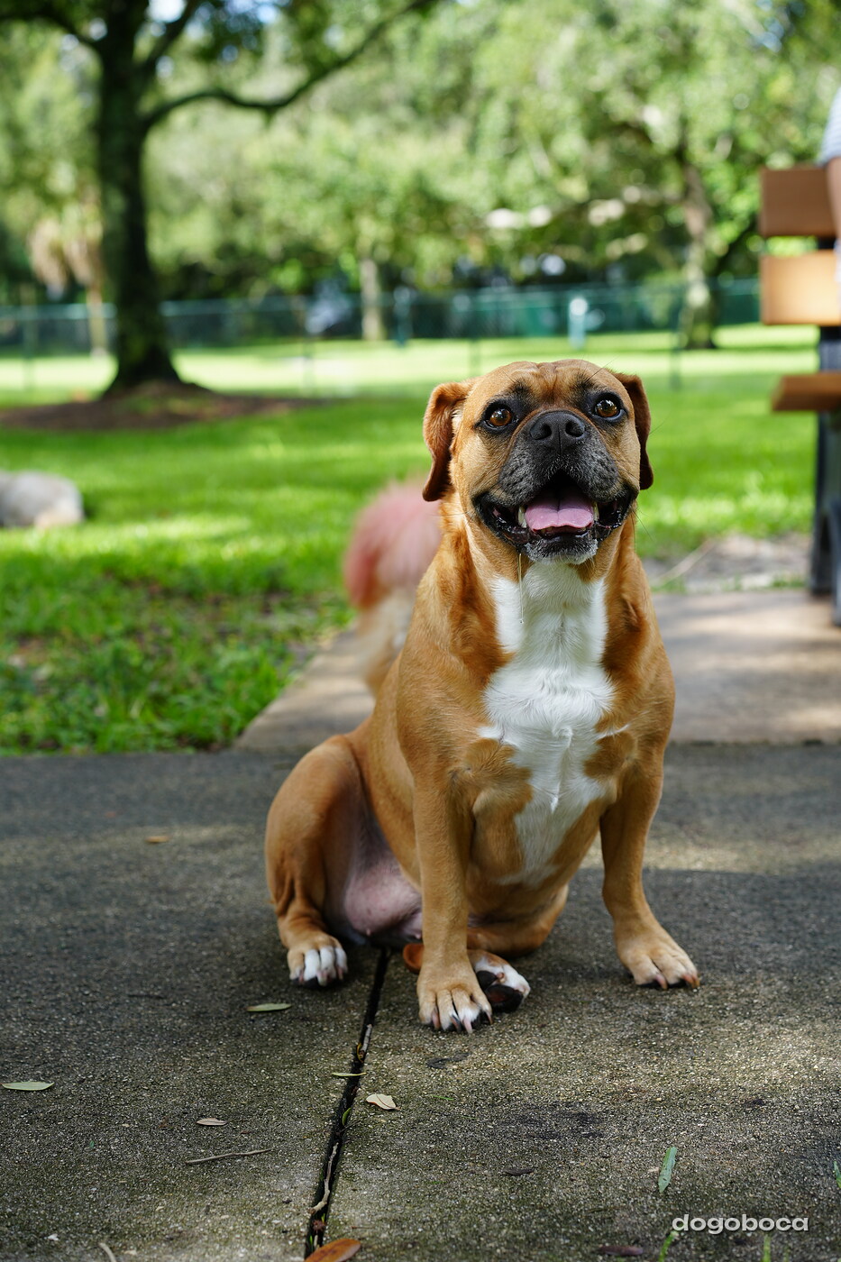 Fawn with white dog photographed at Mizner Bark Dog Park on September 3, 2026