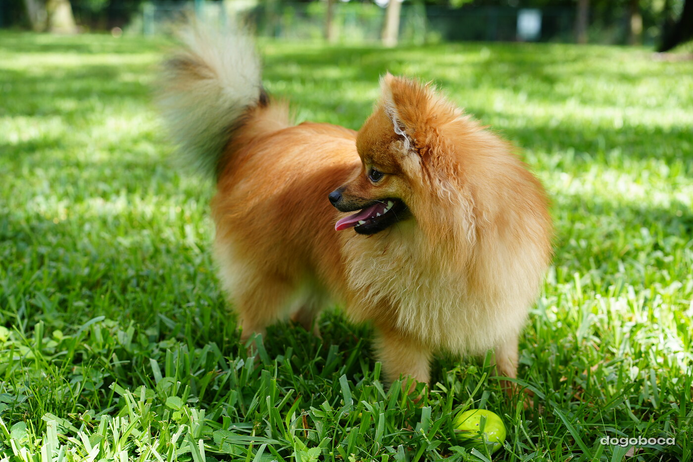Orange sable dog photographed at Mizner Bark Dog Park on September 3, 2026