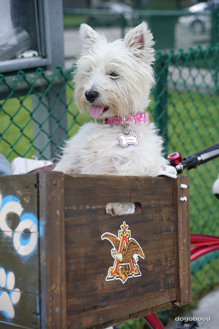 Coco photographed at Mizner Bark Dog Park on September 3, 2026