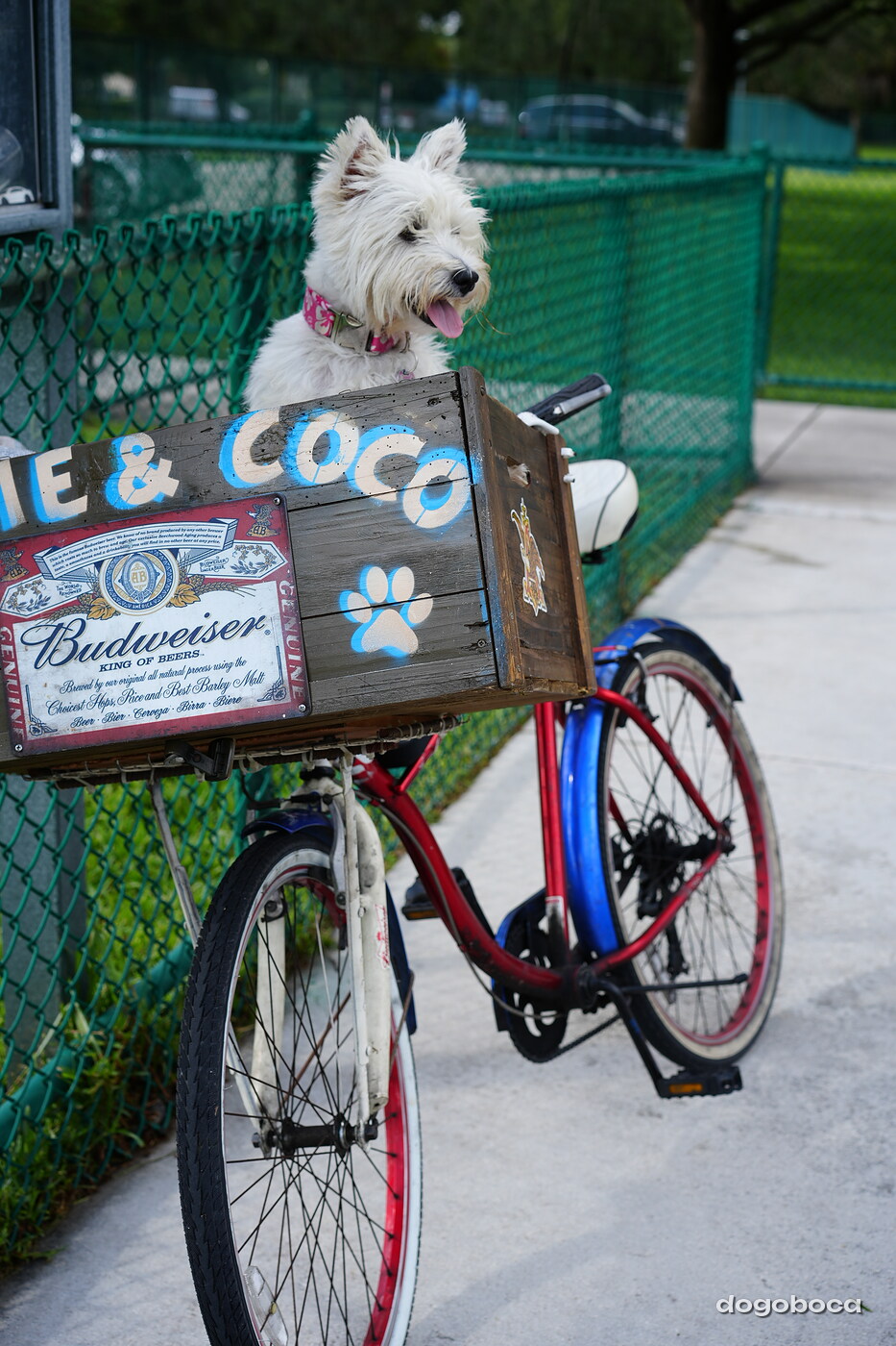 Coco photographed at Mizner Bark Dog Park on September 3, 2026