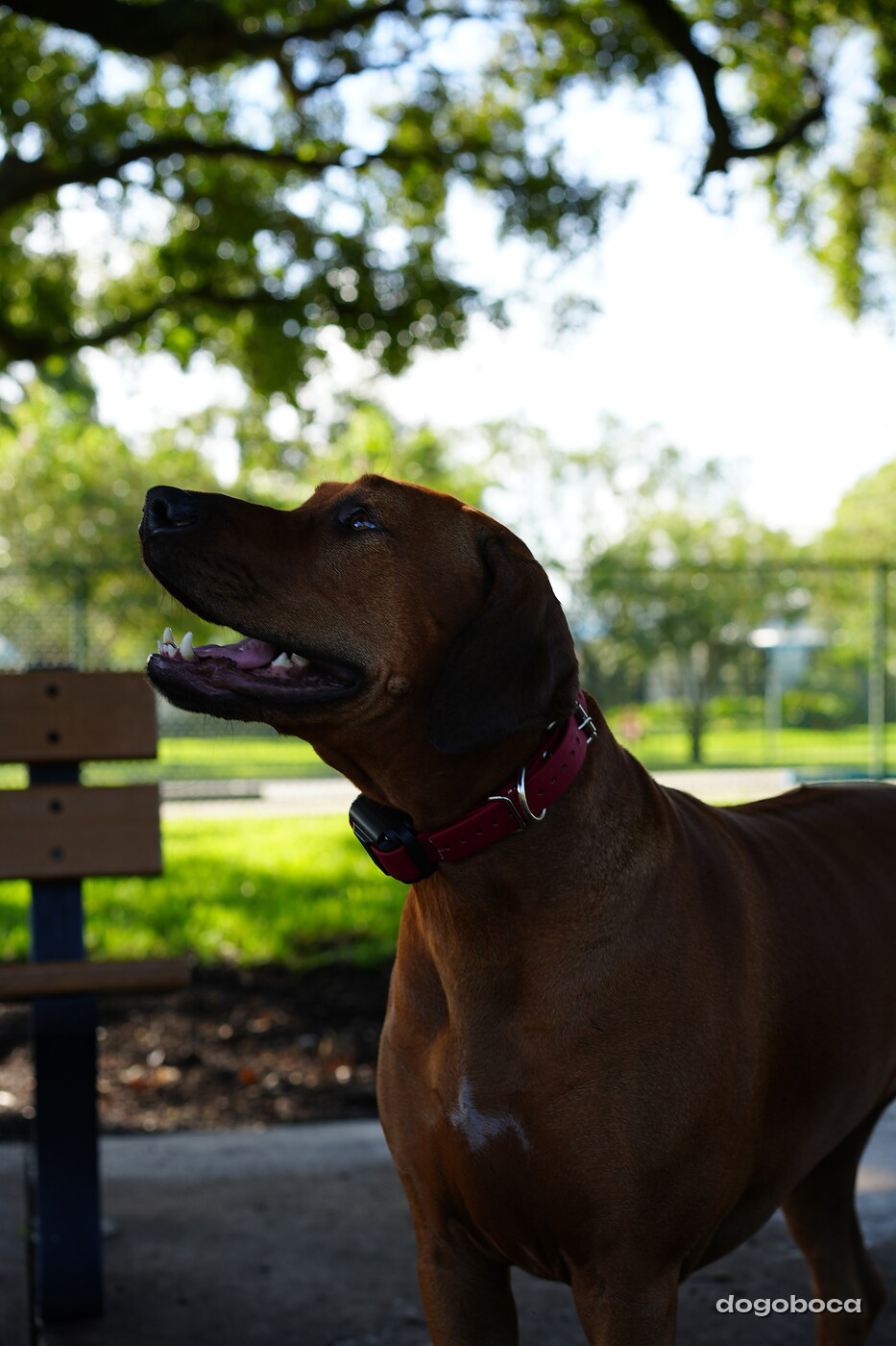 Reddish brown dog photographed at Mizner Bark Dog Park on September 3, 2026