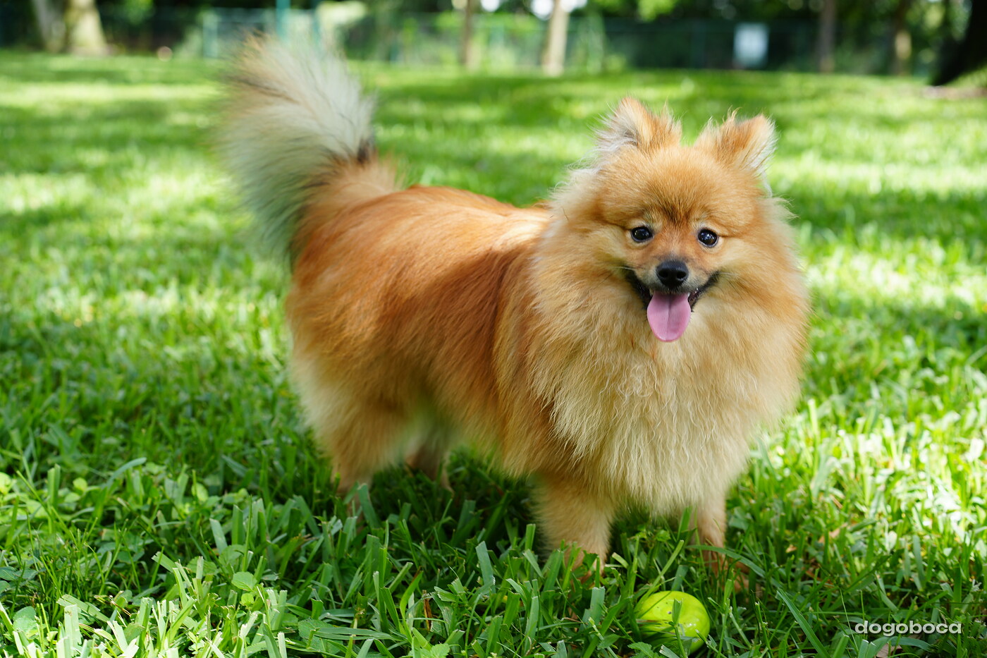 Orange sable dog photographed at Mizner Bark Dog Park on September 3, 2026