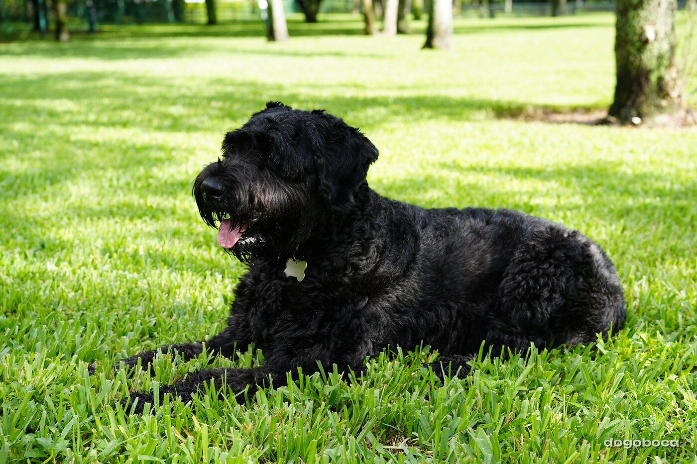A dog photographed at Mizner Bark Dog Park