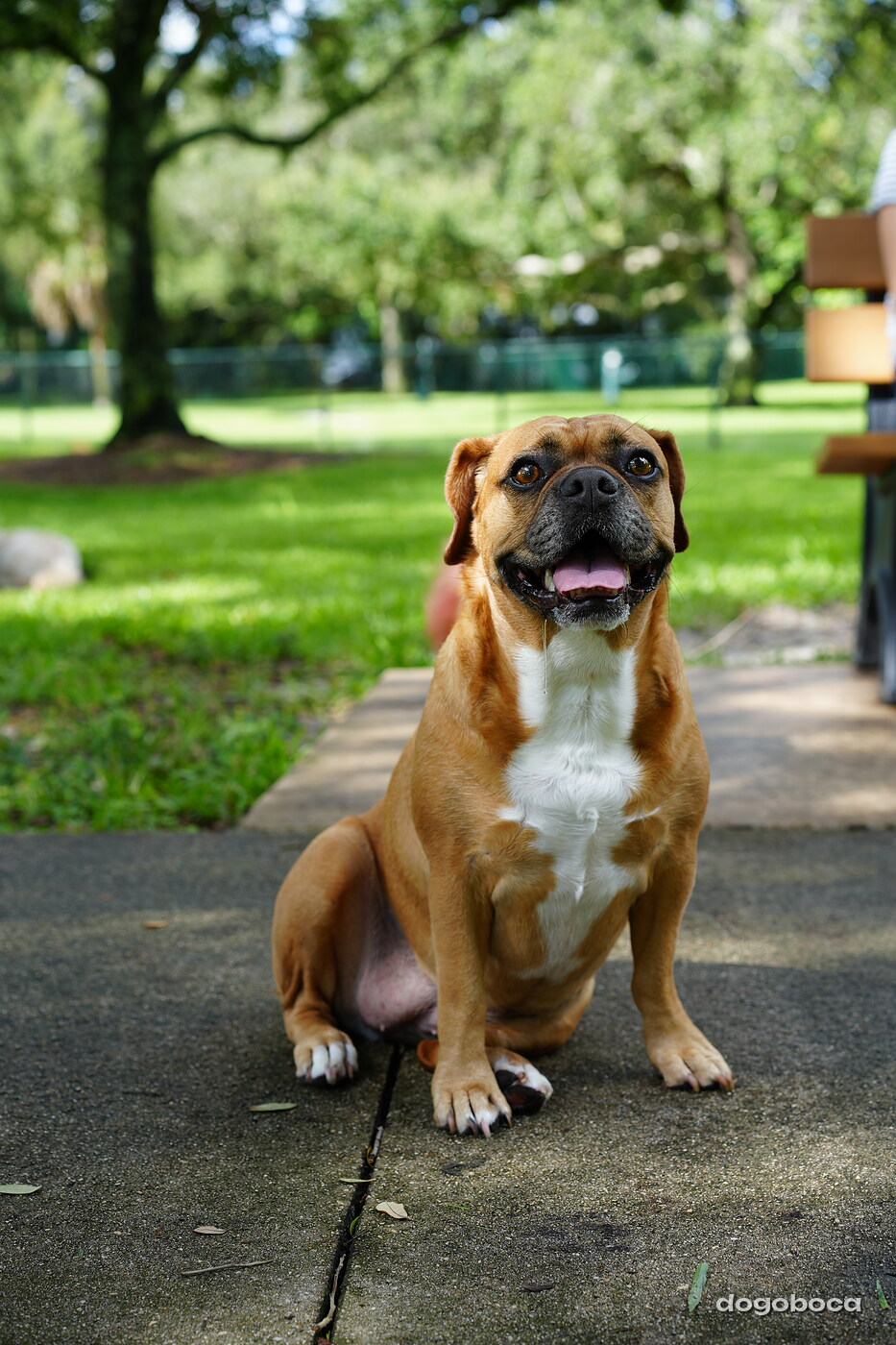 Fawn with white dog photographed at Mizner Bark Dog Park on September 3, 2026