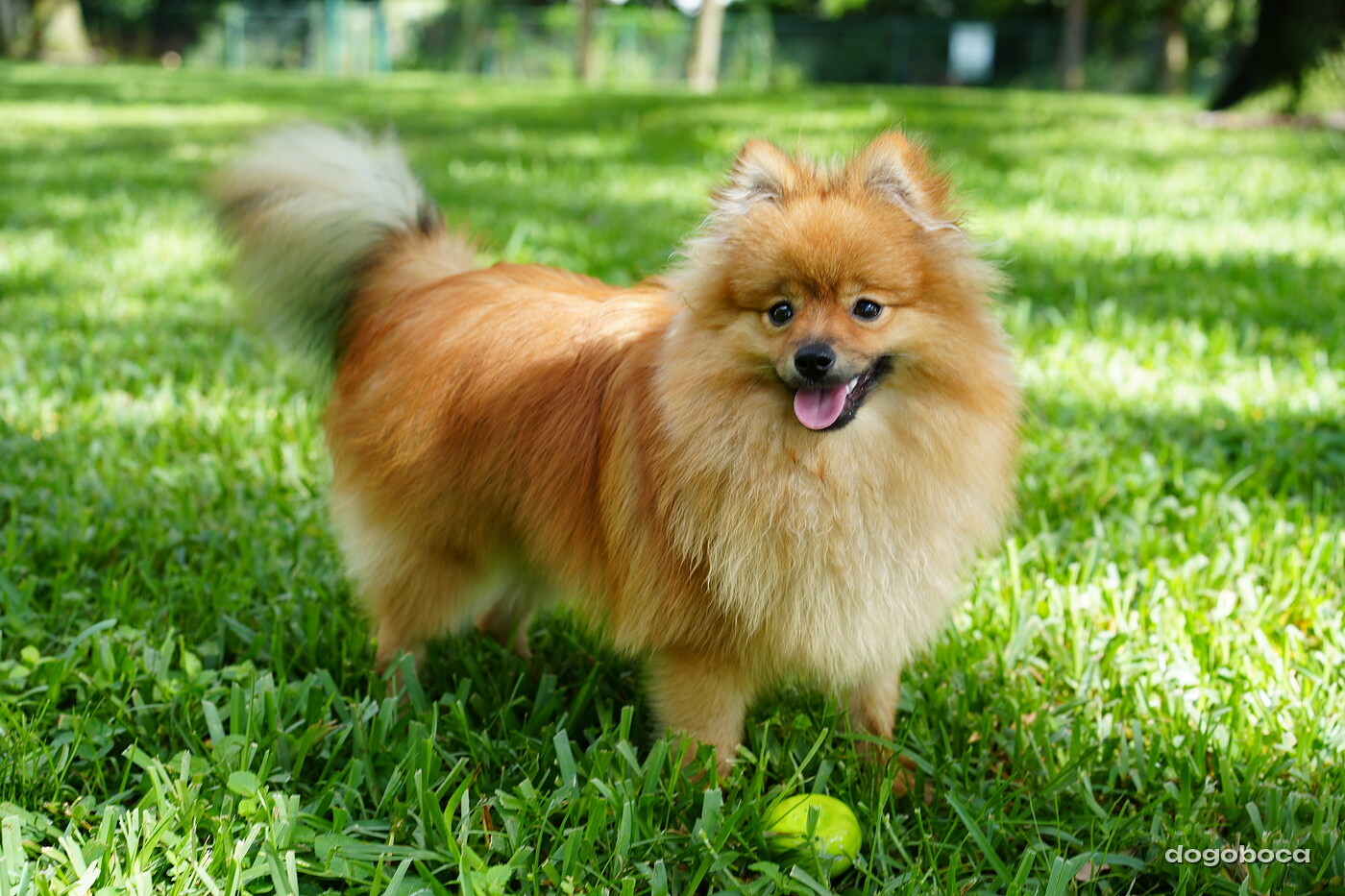 Orange sable dog photographed at Mizner Bark Dog Park on September 3, 2026