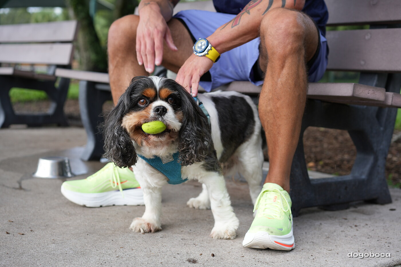 Tricolor dog photographed at Mizner Bark Dog Park on September 3, 2026