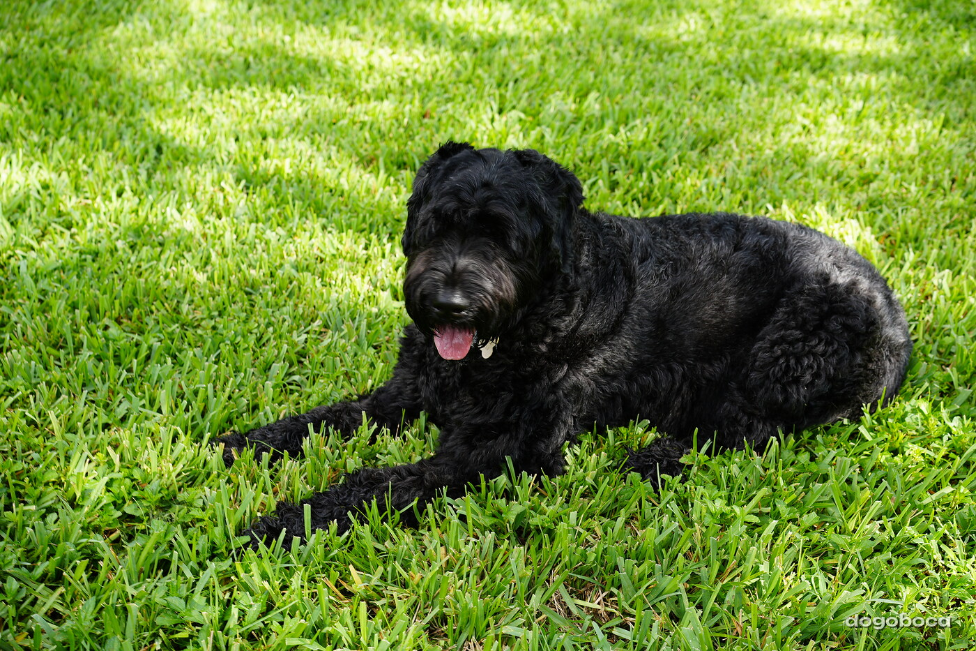 A dog photographed at Mizner Bark Dog Park