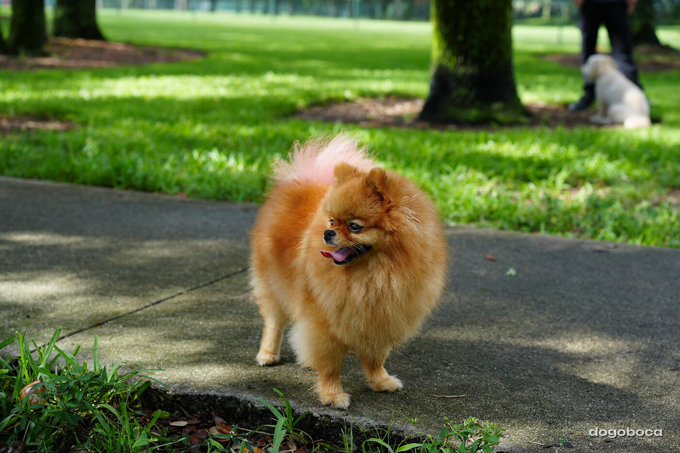 Orange fluffy dog photographed at Mizner Bark Dog Park on September 3, 2026