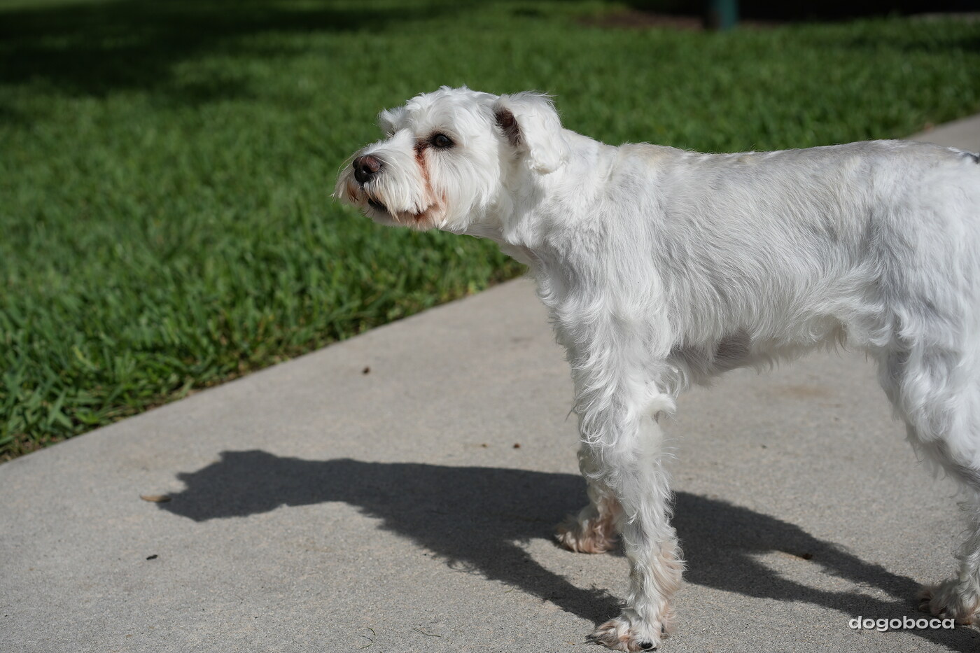 White dog photographed at Mizner Bark Dog Park on September 3, 2026