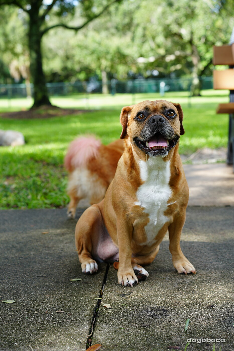 Fawn with white dog photographed at Mizner Bark Dog Park on September 3, 2026