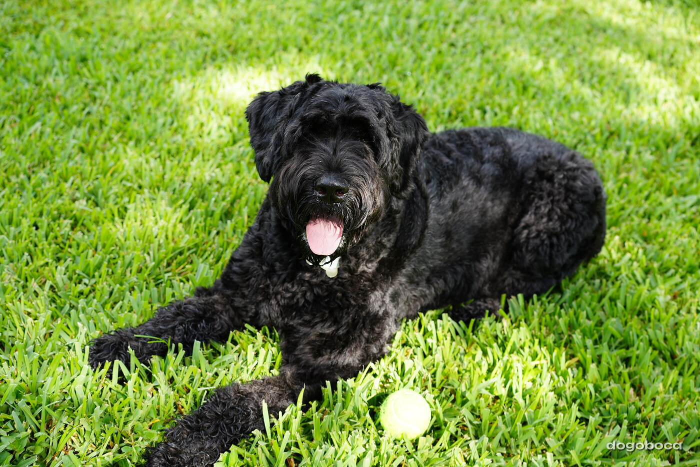 A dog photographed at Mizner Bark Dog Park
