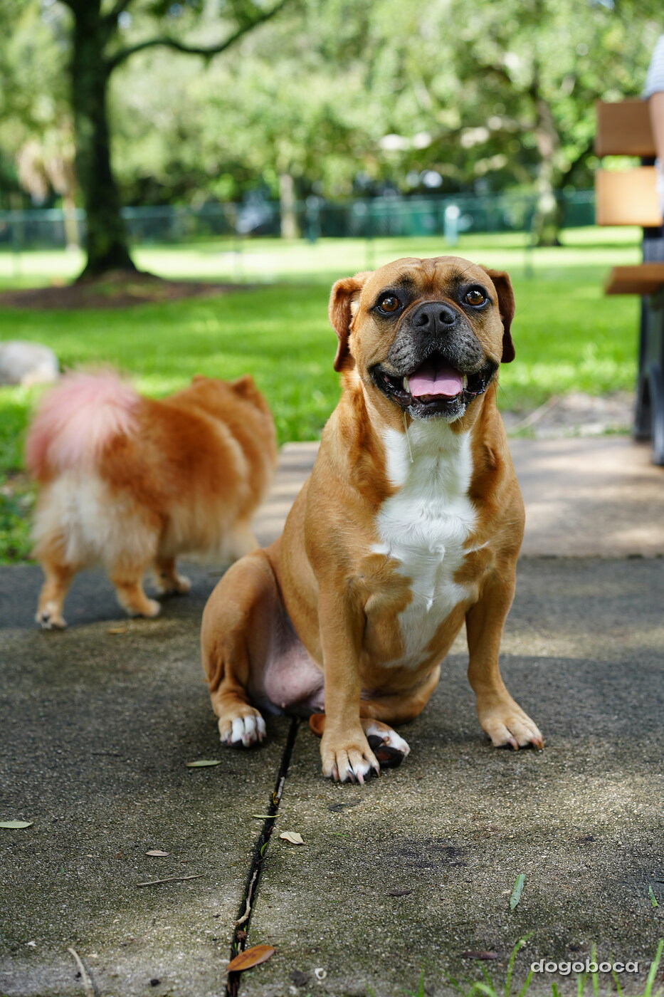 Fawn with white dog photographed at Mizner Bark Dog Park on September 3, 2026