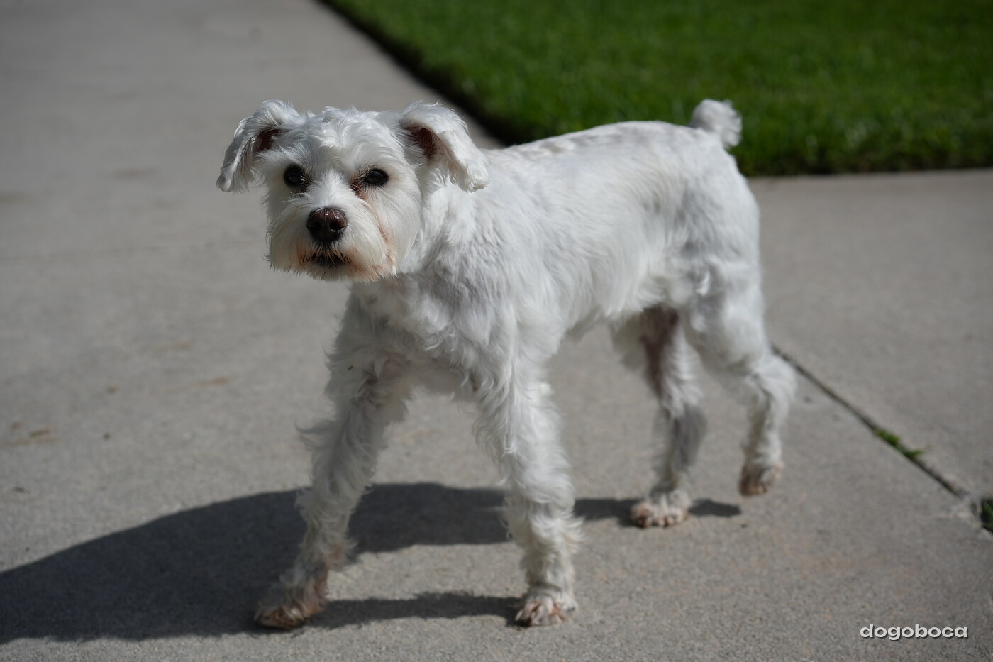 White dog photographed at Mizner Bark Dog Park on September 3, 2026